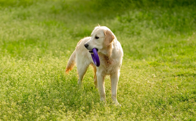 Playful dog walking on blooming field