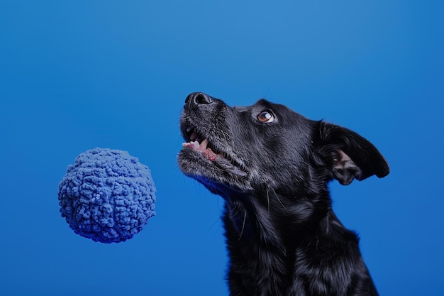 Photo playful dog with a toy on a cobalt blue background perfect for pet imagery and bold blue art