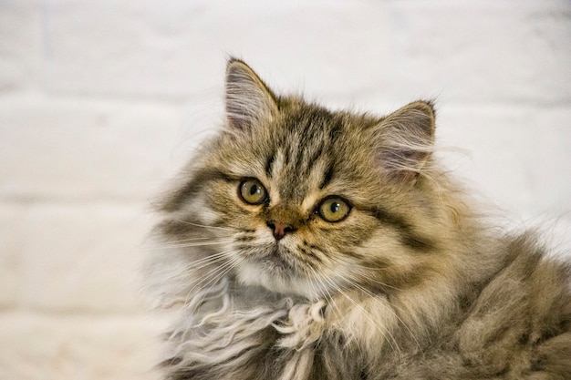 Playful long-haired kitten Persian chinchilla gray color. Home pet. Naughty cat.