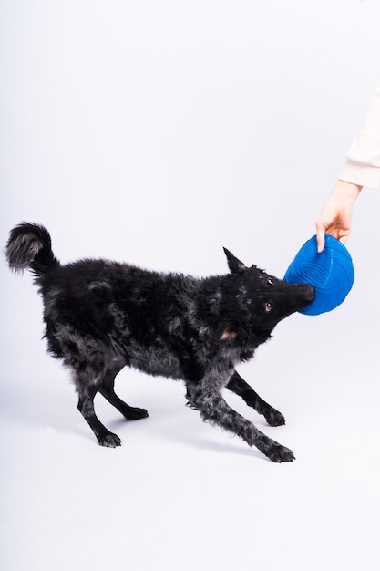 A playful mudi breed dog picking up a blue frisbee with her teeth