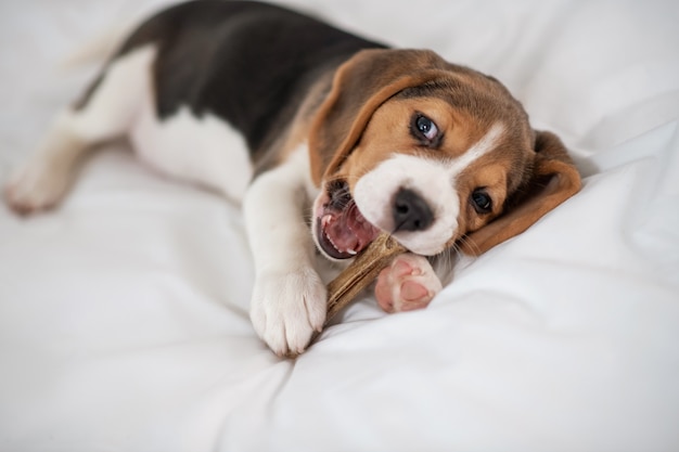 Playful puppy. A cute little puppy playing with a toy bone