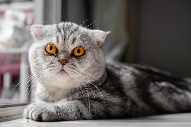 Playful scottish fold cat on the floor. Closeup scottish fold cat is so cute. So cute cat in the room.