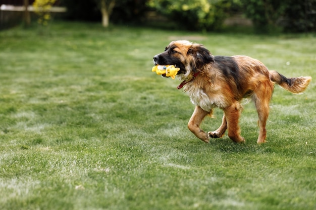 Playful and sportive young dog run at summer park field with toy in mouth