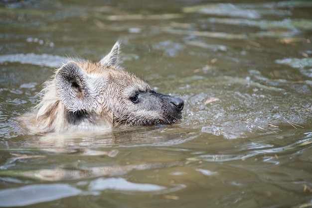 Playing hyena in the water