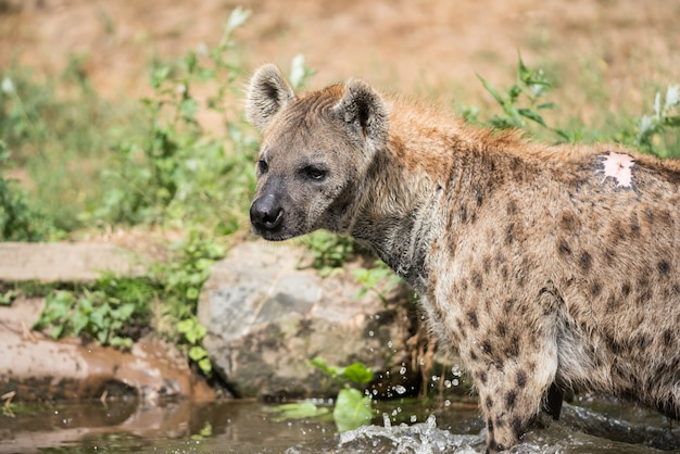 Photo playing hyena in the water