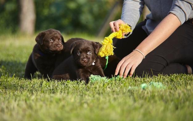 Playing with dogs