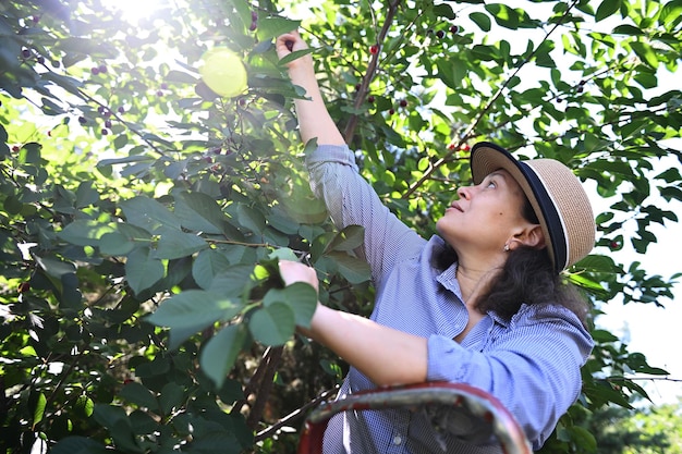 Pleasant Caucasian woman in a straw hat picking ripe cherries while sunbeams falling on a countryside organic orchard