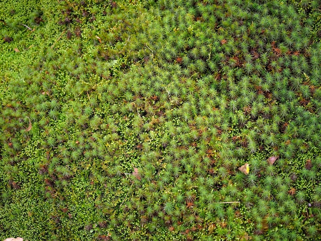 Plenty of Japanese moss background 