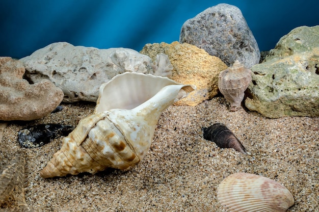 Pleuroploca trapezium seashell underwater