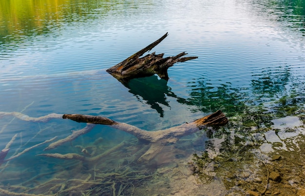 Plitvice lakes in Croatia beautiful summer landscape with fallen tree in turquoise water