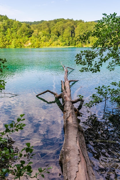 Plitvice lakes in Croatia beautiful summer landscape with fallen tree in turquoise water