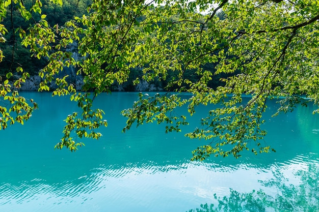 Plitvice lakes in Croatia beautiful summer landscape with tree branches against turquoise water