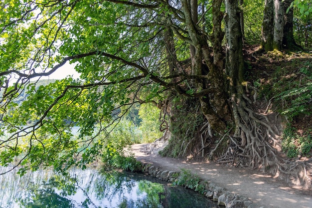 Plitvice lakes in Croatia beautiful summer landscape with turquoise water