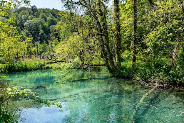 Plitvice lakes in Croatia beautiful summer landscape with turquoise water