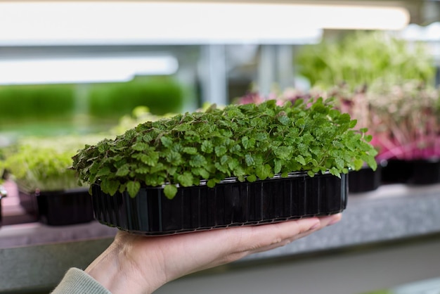 Ploughed mint rose abundantly in substrate for growing microgreens in greenhouse