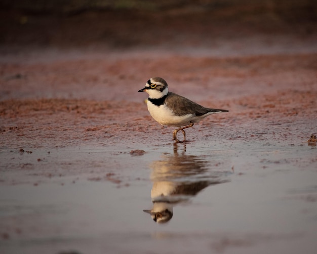 plover bird walking