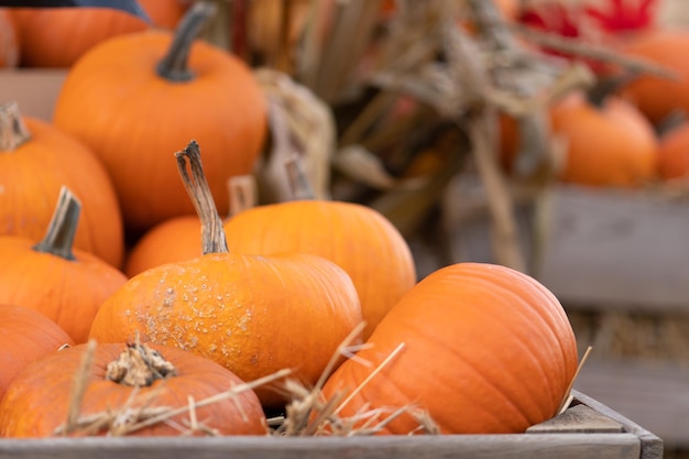 Plucked pumpkins in a wooden plank agricultural box for storing the harvest