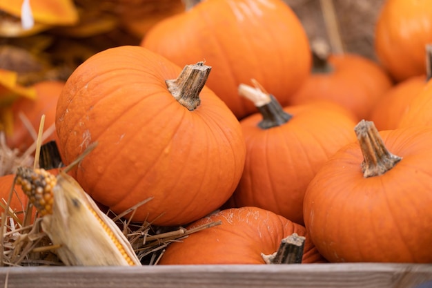 Plucked pumpkins in a wooden plank agricultural box for storing the harvest