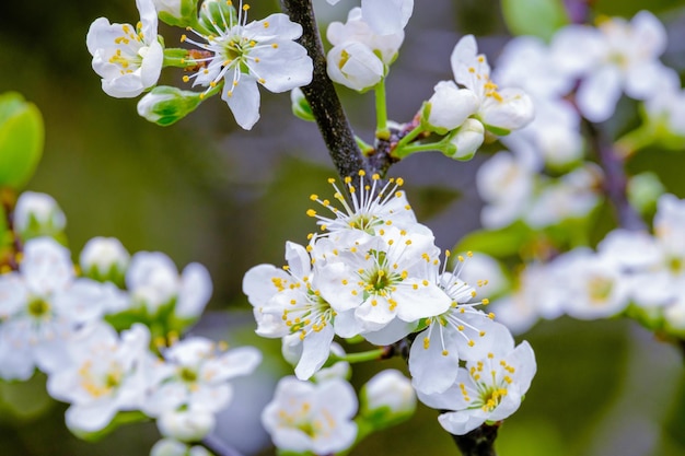 Plum blooms in the spring Delicate white flowers of the plum tree in closeup Pistils stamens