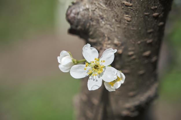 Plum blossom Flower Blurred plum tree background in bloom in spring