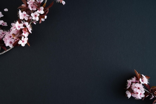 Plum blossoms on black background with copy space