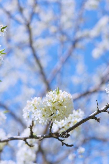 plum blossoms on a clear sunny day photo for postcards and for design