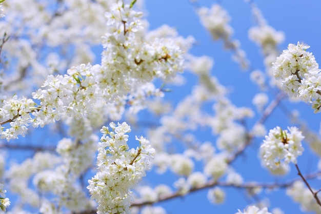 plum blossoms on a clear sunny day photo for postcards and for design