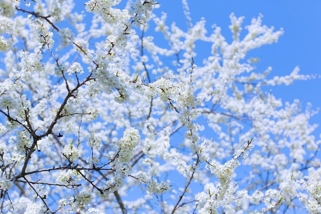 plum blossoms on a clear sunny day photo for postcards and for design