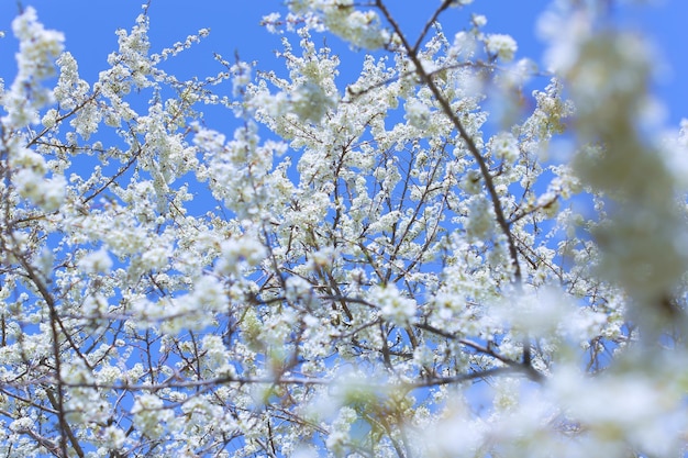 plum blossoms on a clear sunny day photo for postcards and for design