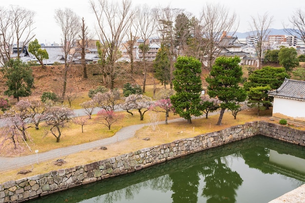 Plum blossoms in full bloom in Nijo Castle flower garden Kyoto Japan