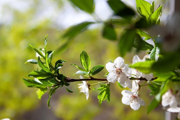 Plum branches with delicate white flowers against a background of greenery