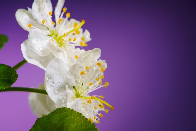 Plum Flowers Blooming on a Purple Background Close Up with Copy Space