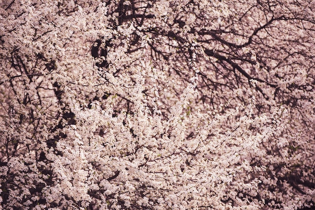 Plum flowers blossom