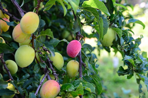 plum fruits ripen on trees