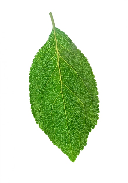 Plum leaf isolated  