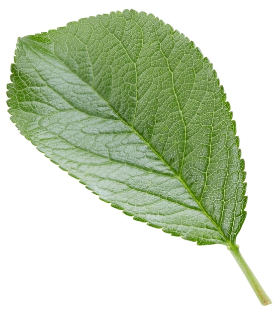 Plum leaves isolated on white