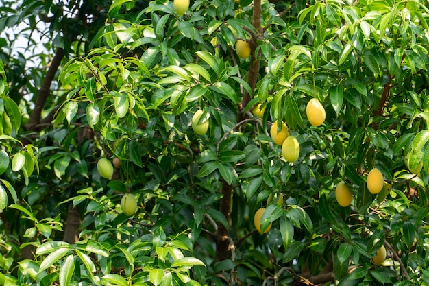 Plum Mango fruit summer. yellow color Expensive but delicious.