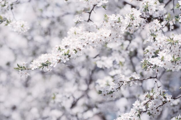 Plum spring flowers