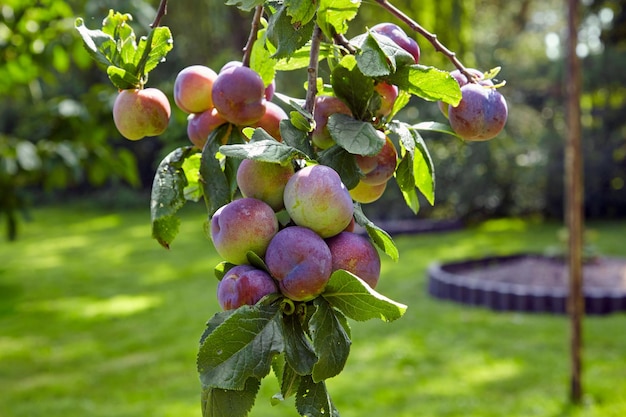 Photo plum tree branch laden with ripe fruits in a sunny summer garden