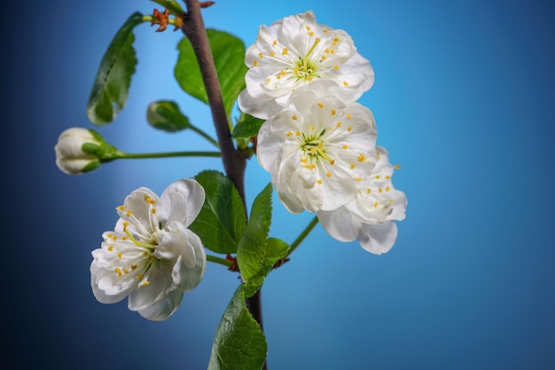 Plum Tree Branch with Blooming Flowers on Blue