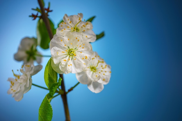 Plum Tree Branch with Blooming Flowers on Blue