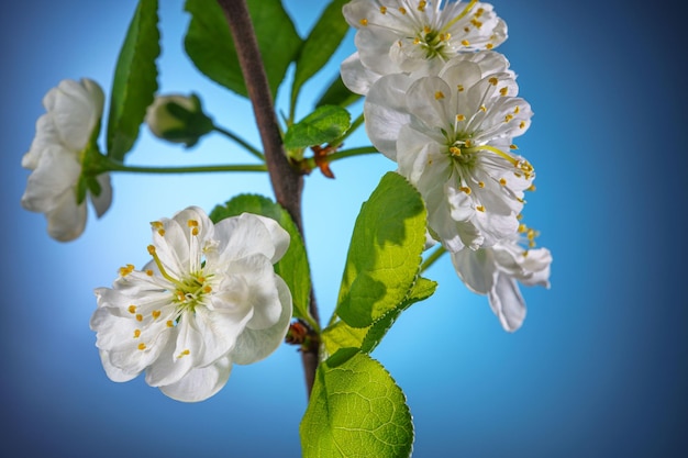 Plum Tree Branch with Blooming Flowers on Blue