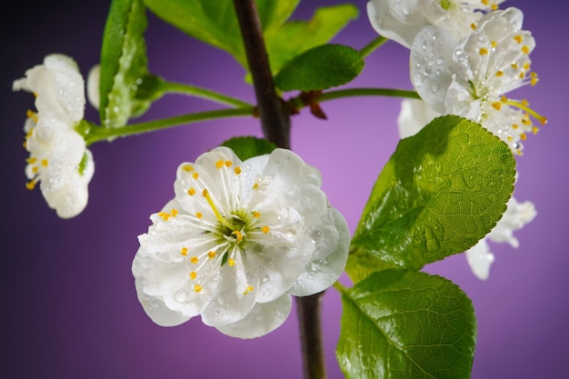 Plum Tree Branch with Blooming Flowers Buds Covered with Raindrops on a Purple Background Close Up