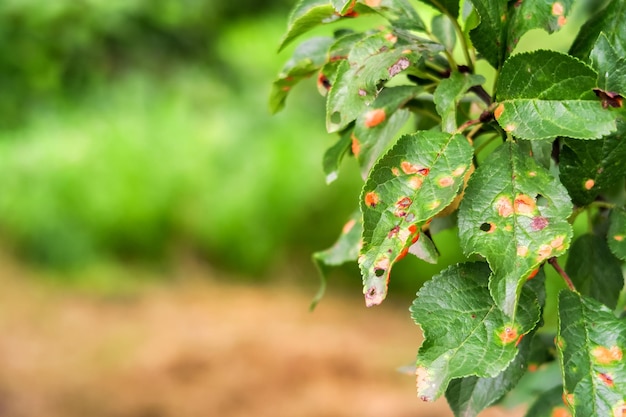 plum tree disease. clasterosporiasis, coccomycosis, marsoniosis on plum leaves. space for text