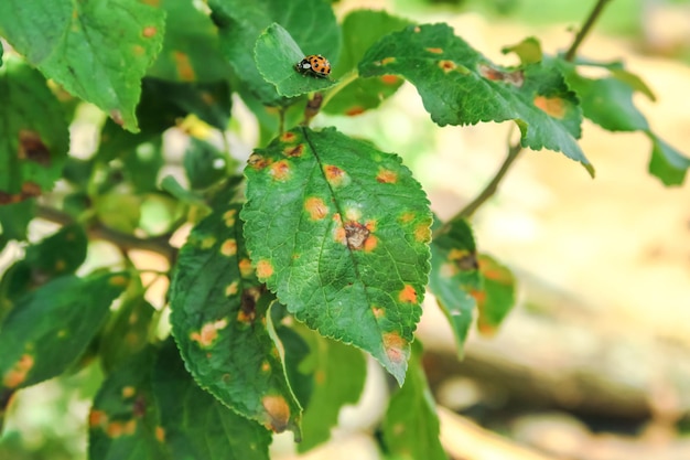 plum tree disease. clasterosporiasis, coccomycosis, marsoniosis on plum leaves