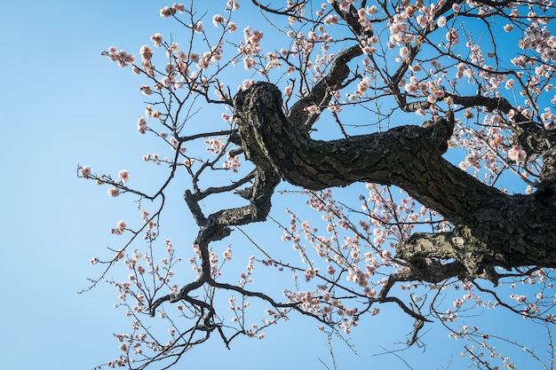 A plum tree that looks like a dragon