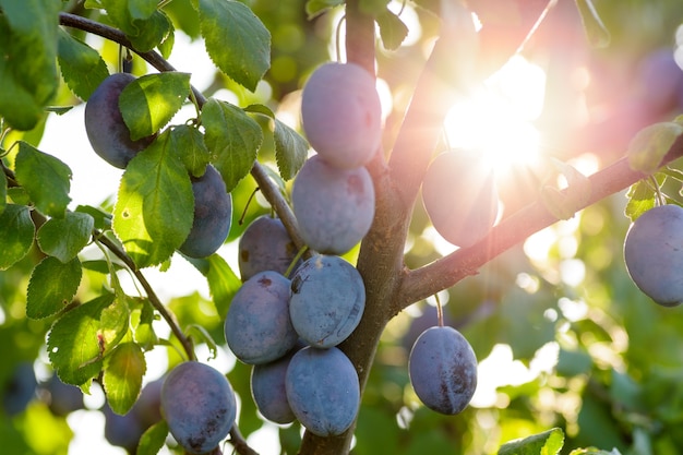 Plum tree with juicy fruits on sunset light