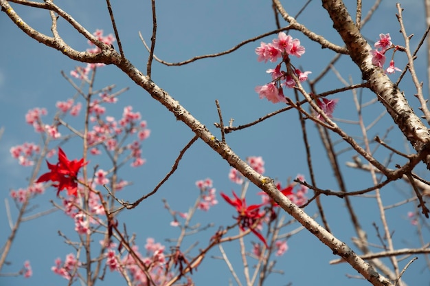 Plum tree