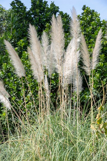 Plumage of the pampas grass