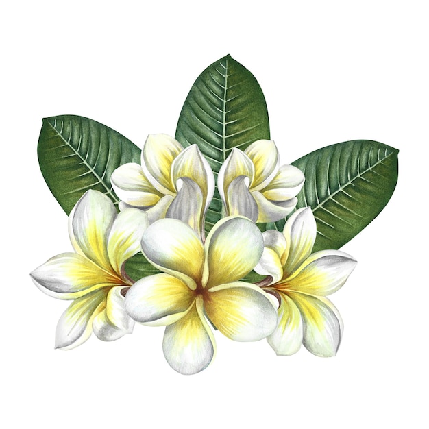 Plumeria a bouquet of exotic tropical fragrant frangipani flowers Hand drawn watercolor illustration